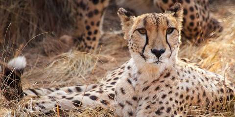 4-Day Central Kruger Safari